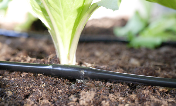 Oberirdische Verlegung eines Tropfschlauchs