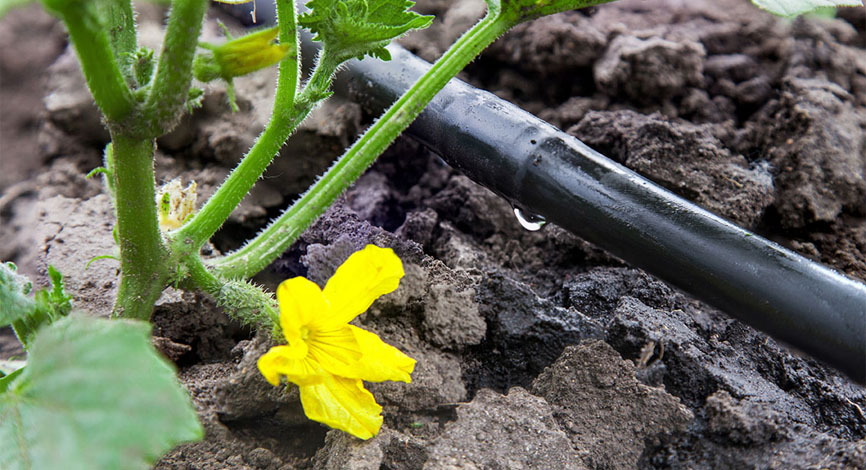Mirkobewässerung - Die bedarfsgerechte und sparsame Bewässerung